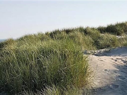 Strandhotellet Blokhus